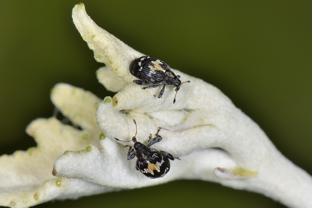 Tachyerges salicis 